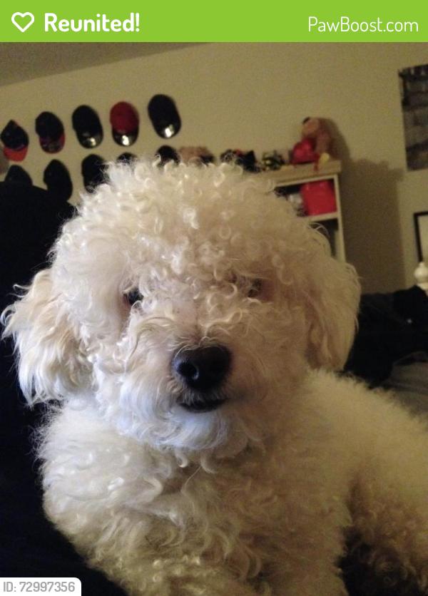 Reunited Male Dog last seen corner of pine island and griffin, Davie, FL 33328