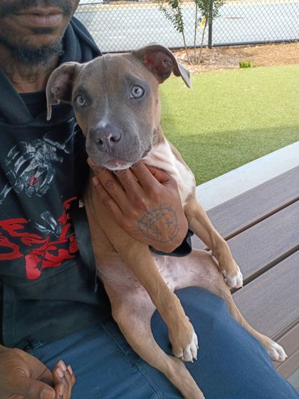 Shelter Stray Male Dog last seen Near West Marietta Street, Atlanta, GA, 1251 Fulton Industrial Blvd NW, Atlanta, GA 30336, USA