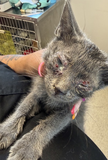 Shelter Stray Male Cat last seen Near US 80 Hwy, 75149, TX, 1650 Gross Rd, Mesquite, TX 75149, USA