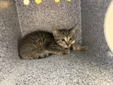 Shelter Stray Male Cat last seen Near Stratford Dr, 75150, TX, 1650 Gross Rd, Mesquite, TX 75149, USA