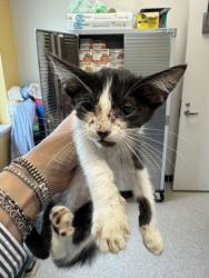 Shelter Stray Female Cat last seen Albany, 75150, TX, 1650 Gross Rd, Mesquite, TX 75149, USA