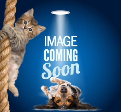 Shelter Stray Female Cat last seen , Fairhope Animal Control Jurisdiction, AL, 559 S Section St, Fairhope, AL 36532, USA