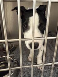 Shelter Stray Female Dog last seen Near W. Center, Duncanville, TX, 1150 E Pleasant Run Rd, Cedar Hill, TX 75104, USA