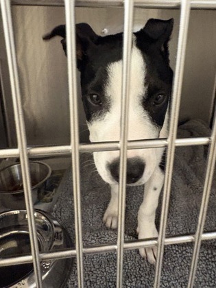 Shelter Stray Female Dog last seen Near W. Center, Duncanville, TX, 1150 E Pleasant Run Rd, Cedar Hill, TX 75104, USA