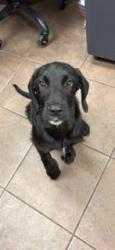 Shelter Stray Male Dog last seen 1200n blk country club, District 4 - South Cleburne, TX, 2375 Service Dr, Cleburne, TX 76033, USA