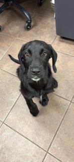 Shelter Stray Male Dog last seen 1200n blk country club, District 4 - South Cleburne, TX, 2375 Service Dr, Cleburne, TX 76033, USA