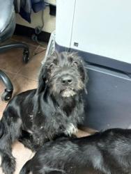 Shelter Stray Male Dog last seen 1200n blk country club, District 4 - South Cleburne, TX, 2375 Service Dr, Cleburne, TX 76033, USA