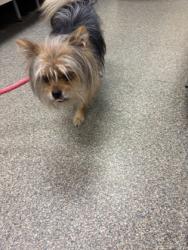 Shelter Stray Male Dog last seen elwood//clayton, Middletown, OH, 1820 Princeton Rd, Hamilton, OH 45011, USA