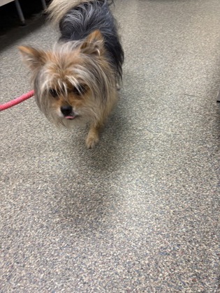 Shelter Stray Male Dog last seen elwood//clayton, Middletown, OH, 1820 Princeton Rd, Hamilton, OH 45011, USA