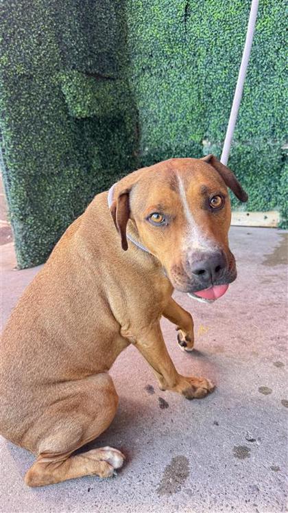Shelter Stray Male Dog last seen Near Luciano Rd, COUNTY of El Paso, TX, 5001 Fred Wilson Ave, El Paso, TX 79906, USA