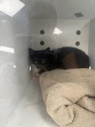 Shelter Stray Female Cat last seen Near NC 43, Vanceboro, NC, 1639 Old Airport Rd, New Bern, NC 28562, USA