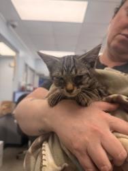 Shelter Stray Unknown Cat last seen Elizabeth Ave Stray, New Bern City Limits, NC, 1639 Old Airport Rd, New Bern, NC 28562, USA