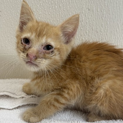 Shelter Stray Female Cat last seen E OSR / Rabbit Ln, Brazos County, TX, 5359 Leonard Rd, Bryan, TX 77807, USA