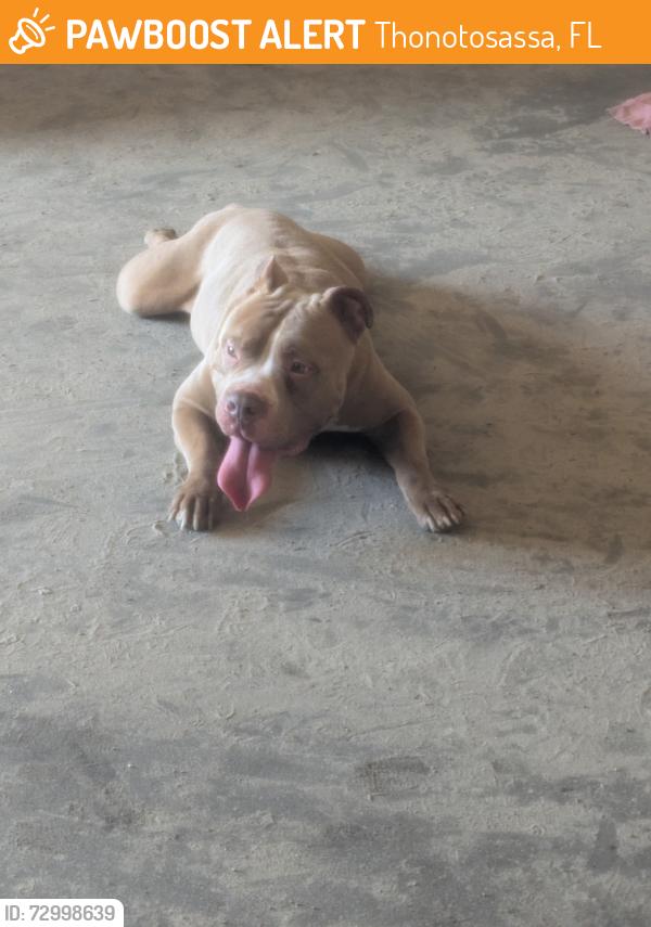 Found/Stray Male Dog last seen Jefferson and US-301, Thonotosassa, FL 33592