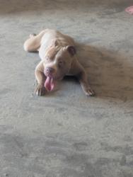 Found/Stray Male Dog last seen Jefferson and US-301, Thonotosassa, FL 33592