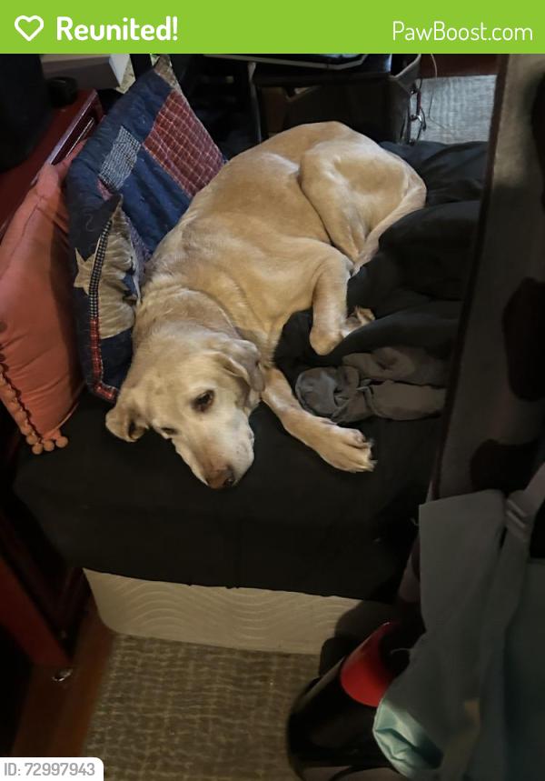 Reunited Female Dog last seen Near Milwaukee Avenue East, Puyallup, WA 98372