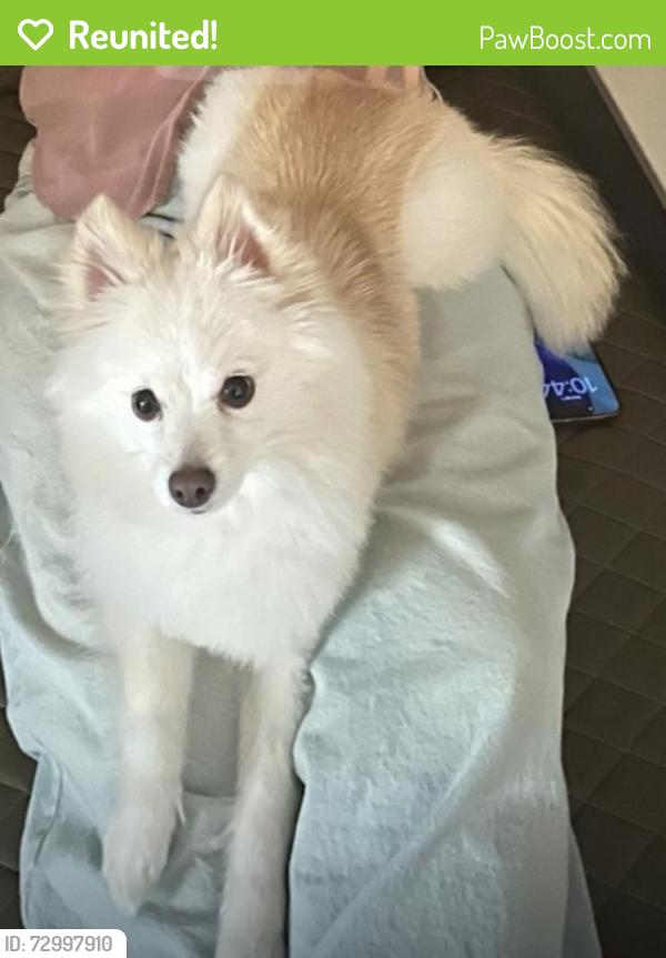 Reunited Female Dog last seen Vandelia and Wycliffe, Dallas, TX 75219
