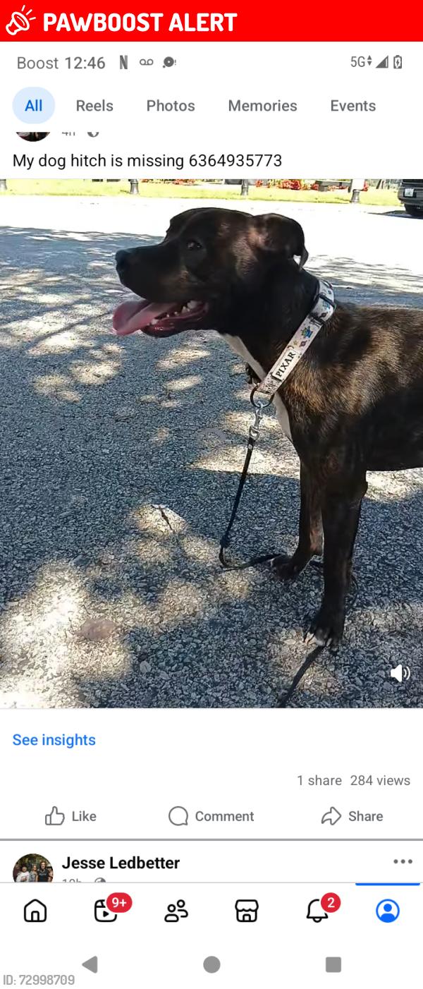 Lost Male Dog last seen Near page 364, Maryland Heights, MO 63043