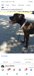 Lost Male Dog last seen Near page 364, Maryland Heights, MO 63043