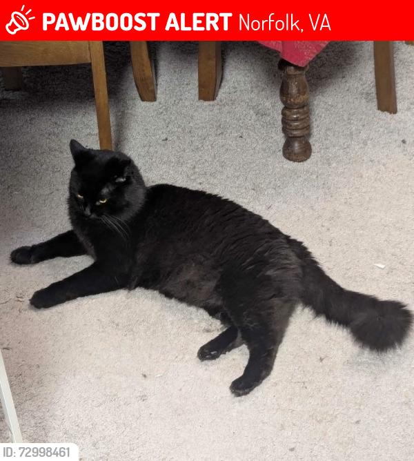 Lost Male Cat last seen Off Newtown Rd near the grand mart and the planned parenthood, Norfolk, VA 23510