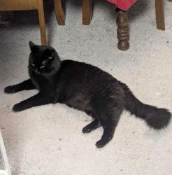 Lost Male Cat last seen Off Newtown Rd near the grand mart and the planned parenthood, Norfolk, VA 23510
