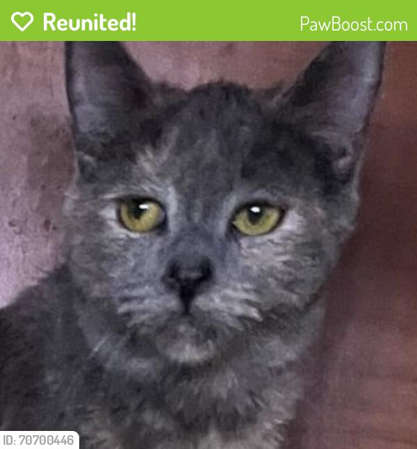 Reunited Female Cat last seen Deane Avenue and 57th Street, View Park-Windsor Hills, CA 90043