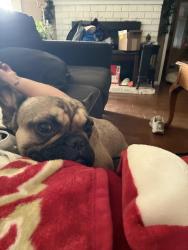 Reunited Male Dog last seen Temple and Unruh/California, La Puente, CA 91746