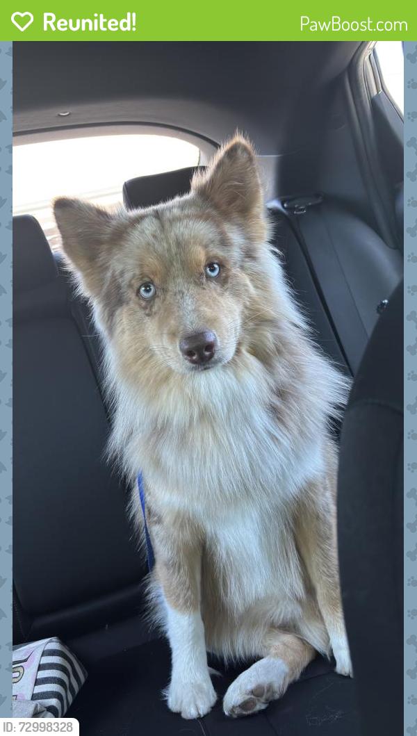 Reunited Male Dog last seen Branding Iron Dr and Lariat Dr, Fairfield, CA 94534
