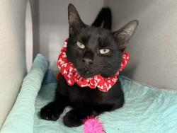 Shelter Stray Female Cat last seen E 108th Street, NEW YORK, NY, 10029, 326 E 110th St, New York, NY 10029, USA