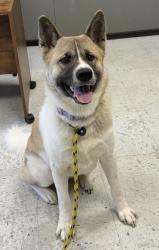 Shelter Stray Female Dog last seen Near W 3500 S, WEST VALLEY CITY, UT, 84120, 511 W 3900 S, Salt Lake City, UT 84123, USA