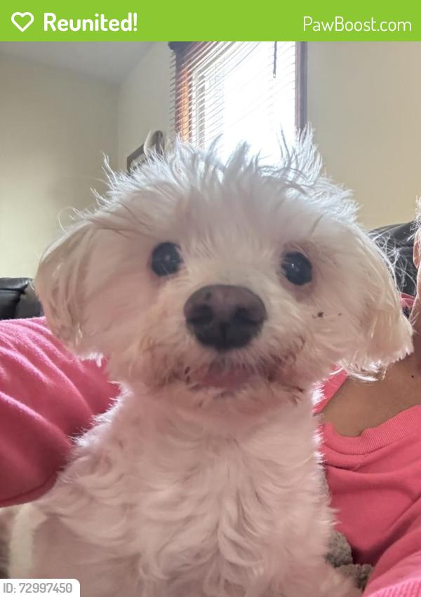 Reunited Male Dog last seen Near 26th and 61st CT, Cicero, IL 60804