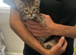 Shelter Stray Female Cat last seen Near S Camino Real Drive, Unicorporated Salt Lake County, UT, 84117, 511 W 3900 S, Salt Lake City, UT 84123, USA