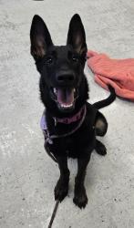 Shelter Stray Female Dog last seen Near N Catherine Street, SALT LAKE CITY, UT, 84116, 511 W 3900 S, Salt Lake City, UT 84123, USA
