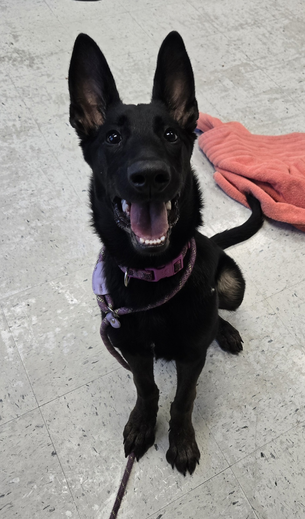 Shelter Stray Female Dog last seen Near N Catherine Street, SALT LAKE CITY, UT, 84116, 511 W 3900 S, Salt Lake City, UT 84123, USA