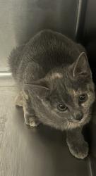 Shelter Stray Female Cat last seen Near S Birch Drive, Holladay, UT, 84124, 511 W 3900 S, Salt Lake City, UT 84123, USA