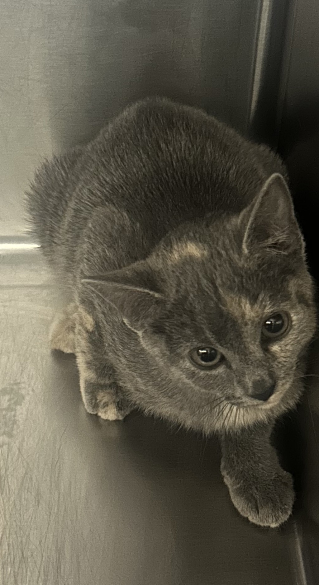 Shelter Stray Female Cat last seen Near S Birch Drive, Holladay, UT, 84124, 511 W 3900 S, Salt Lake City, UT 84123, USA