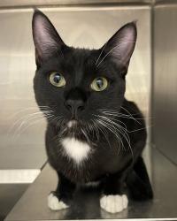 Shelter Stray Male Cat last seen 120th/Huron St, Westminster, CO, 80031, 580 McIntyre St, Golden, CO 80401, USA
