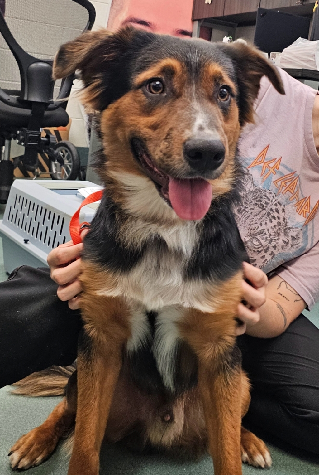 Shelter Stray Male Dog last seen Near Waterford Bluffs Lane, RALEIGH, NC, 27612, 820 Beacon Lake Dr, Raleigh, NC 27610, USA