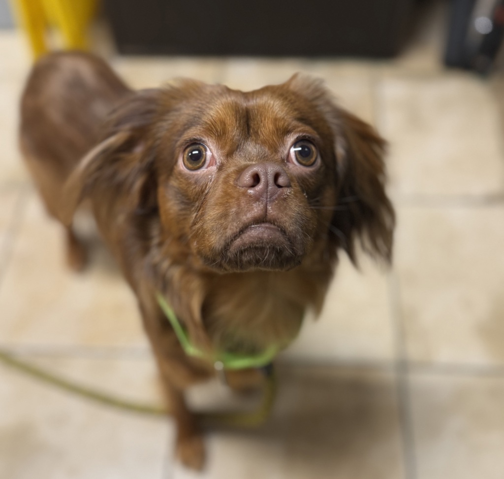 Shelter Stray Male Dog last seen SE 74th and Tibbetts, PORTLAND, OR, 97206, 1700 W Historic Columbia River Hwy, Troutdale, OR 97060, USA