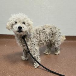 Shelter Stray Male Dog last seen Near Monarch Bay Drive, SAN LEANDRO, CA, 94577, 8323 Baldwin St, Oakland, CA 94621, USA
