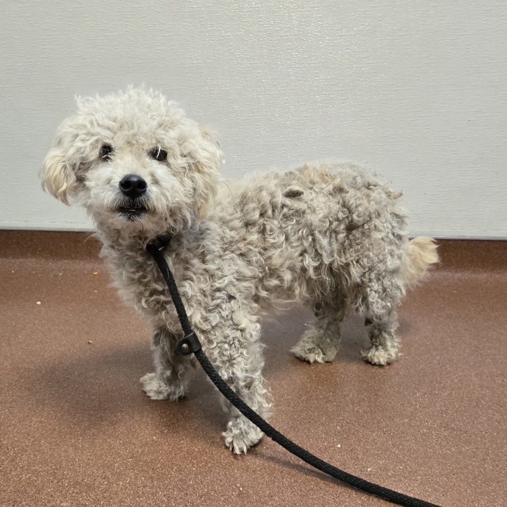 Shelter Stray Male Dog last seen Near Monarch Bay Drive, SAN LEANDRO, CA, 94577, 8323 Baldwin St, Oakland, CA 94621, USA