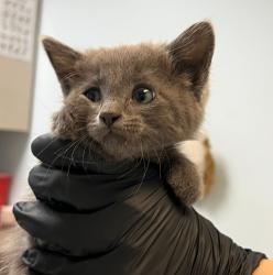 Shelter Stray Male Cat last seen Near 40th Street, San Diego, CA, 92102, 5500 Gaines St, San Diego, CA 92110, USA