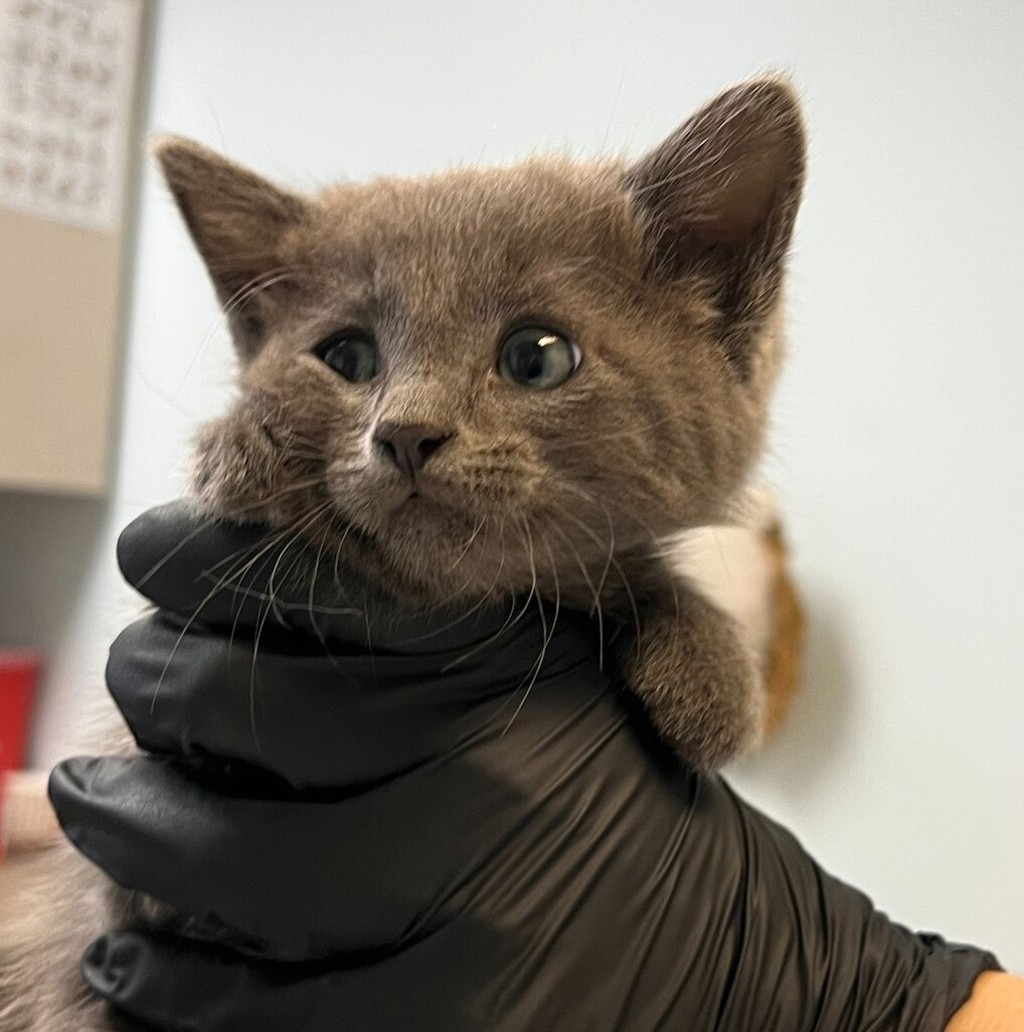 Shelter Stray Male Cat last seen Near 40th Street, San Diego, CA, 92102, 5500 Gaines St, San Diego, CA 92110, USA