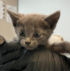 Shelter Stray Male Cat last seen Near 40th Street, San Diego, CA, 92102, 5500 Gaines St, San Diego, CA 92110, USA