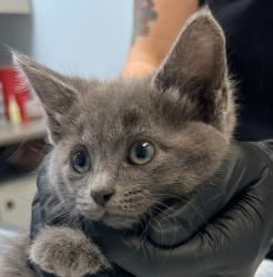 Shelter Stray Female Cat last seen Near 40th Street, San Diego, CA, 92102, 5500 Gaines St, San Diego, CA 92110, USA