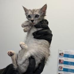 Shelter Stray Female Cat last seen Comstock, San Diego, CA, 92111, 5500 Gaines St, San Diego, CA 92110, USA