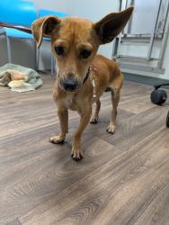 Shelter Stray Male Dog last seen Rolando Park, La Mesa, CA, 91941, 5500 Gaines St, San Diego, CA 92110, USA