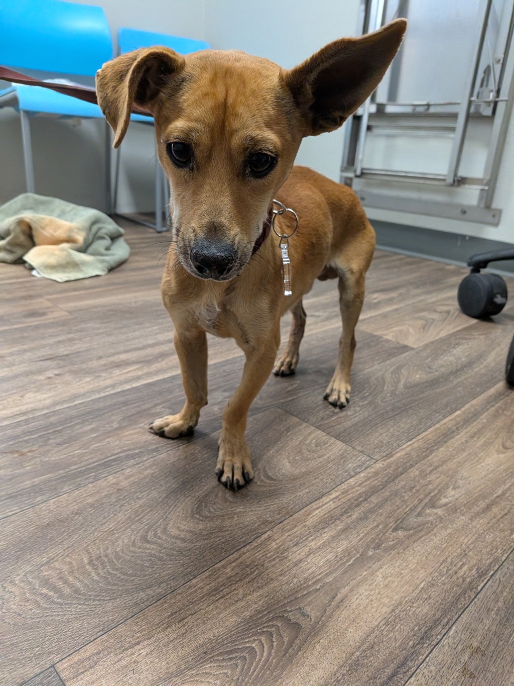 Shelter Stray Male Dog last seen Rolando Park, La Mesa, CA, 91941, 5500 Gaines St, San Diego, CA 92110, USA