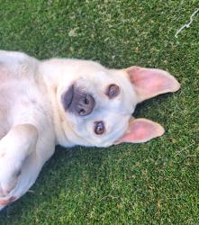 Shelter Stray Female Dog last seen Near Napa Street, San Diego, CA, 92110, 5500 Gaines St, San Diego, CA 92110, USA