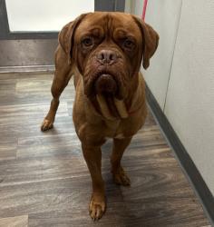 Shelter Stray Female Dog last seen Near Donax Avenue, San Diego, CA, 92154, 5500 Gaines St, San Diego, CA 92110, USA
